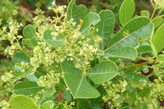 Searsia laevigata