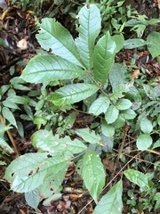 Meliosma rhoifolia