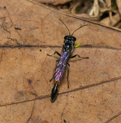 Trypoxylon petiolatum