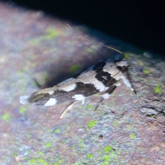Macrobathra bigerella