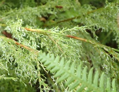 Thamnochortus fruticosus