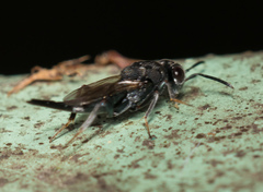 Lyciscidae