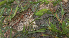 Sclerophrys poweri