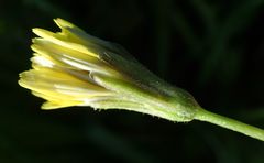 Cichorieae