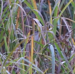 Cistothorus palustris