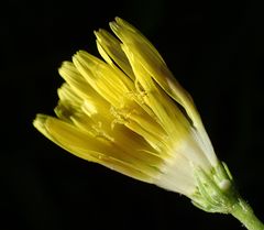 Cichorieae
