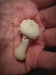 Leucoagaricus leucothites