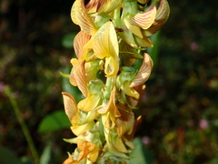 Crotalaria pallida