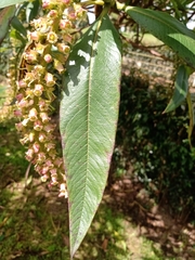 Escallonia pendula