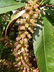 Escallonia pendula