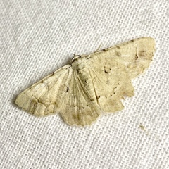 Aeolochroma quadrilinea