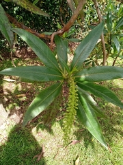 Escallonia pendula