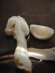 Leucoagaricus leucothites
