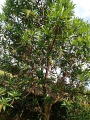 Escallonia pendula
