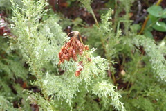 Thamnochortus fruticosus