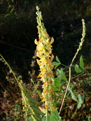 Crotalaria pallida