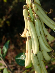 Crotalaria pallida