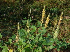 Crotalaria pallida