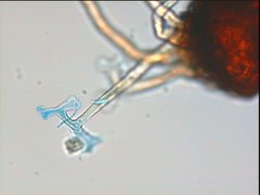 Podosphaera tridactyla