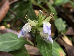 Rungia chinensis
