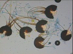 Podosphaera tridactyla