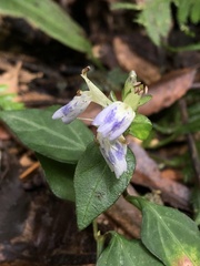 Rungia chinensis