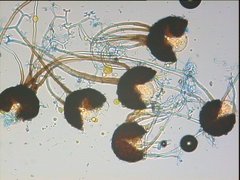 Podosphaera tridactyla