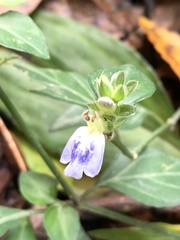 Rungia chinensis