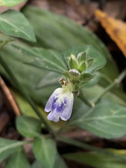 Rungia chinensis