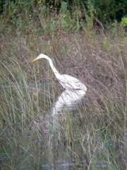 Ardea alba