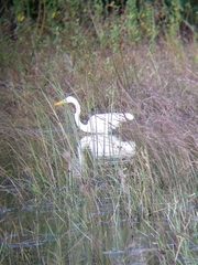 Ardea alba