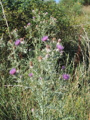 Cirsium tenoreanum