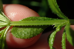 Galium aparine