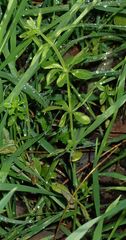 Galium aparine