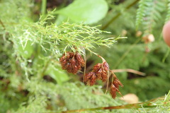 Thamnochortus fruticosus