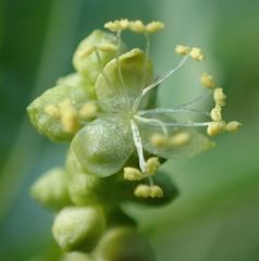 Mercurialis annua