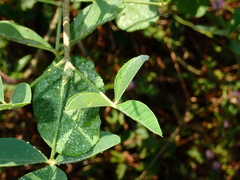 Crotalaria pallida