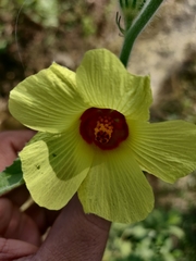 Hibiscus panduriformis