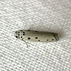 Ethmia heptasema