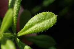 Galium aparine