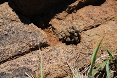 Anacampseros filamentosa
