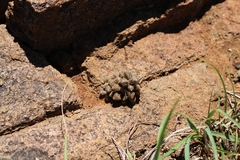 Anacampseros filamentosa