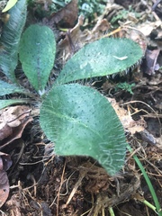 Hieracium venosum