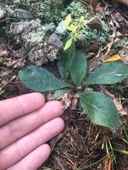 Hieracium venosum