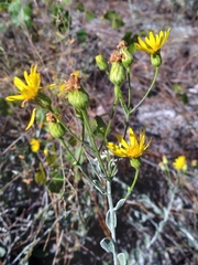 Chrysopsis floridana