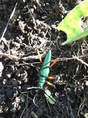 Plinthocoelium chilense