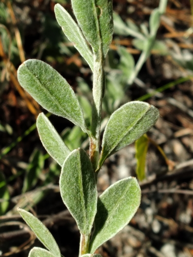 Image of Chrysopsis floridana by (c) Scott Ward, some rights reserved (CC BY)