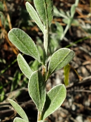 Chrysopsis floridana