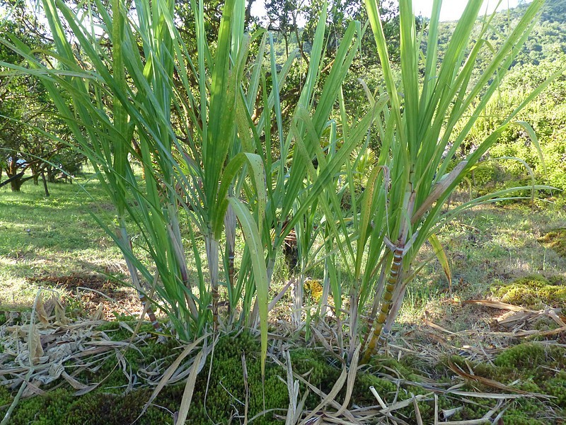 (c) Christian Grenier, certains droits réservés (CC BY-NC) https://www.inaturalist.org/observations/65277632