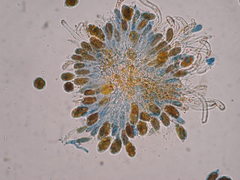 Phragmidium mucronatum